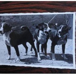 CP Photo Animaux Chien Concours Élevage Bouvier d´Appenzell
