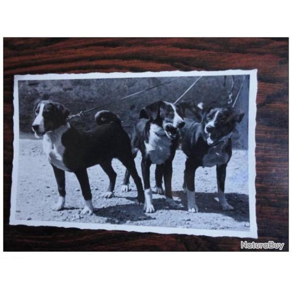 CP Photo Animaux Chien Concours �levage Bouvier d�Appenzell