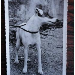 CP Photo Animaux Chien Concours Terrier Jack Russel