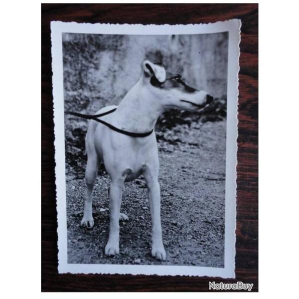 CP Photo Animaux Chien Concours Terrier Jack Russel