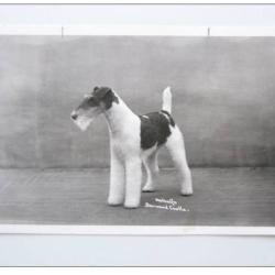 CP photo Animaux Chien de concours Fox à poil dur
