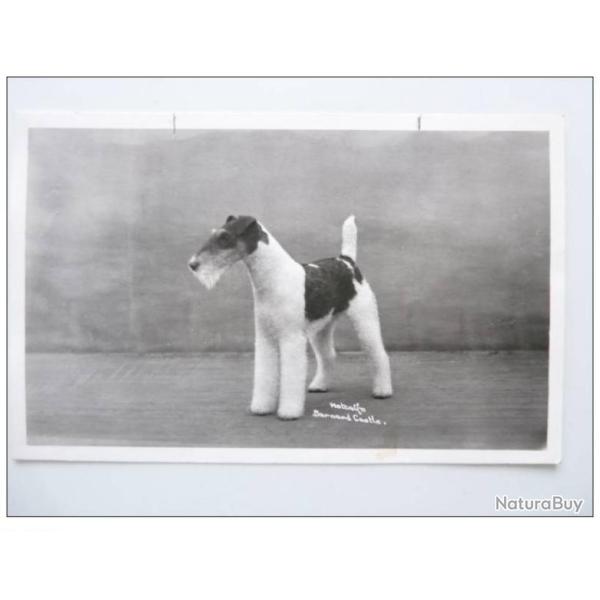 CP photo Animaux Chien de concours Fox � poil dur