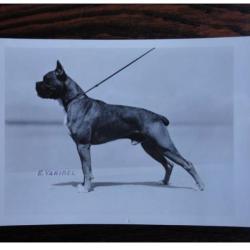 CP Photo Animaux Chien de Concours Boxer Champion