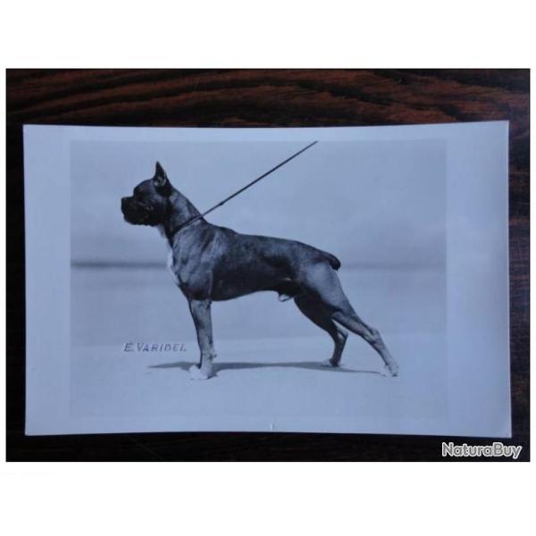 CP Photo Animaux Chien de Concours Boxer Champion