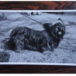 CP Photo Animaux Chien de race Concours