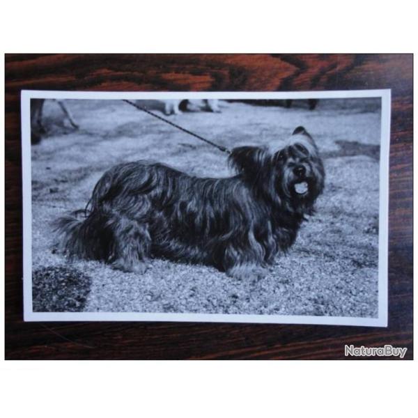 CP Photo Animaux Chien de race Concours