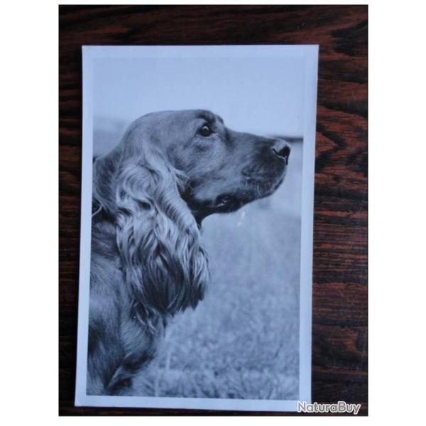 CP Photo Animaux Chien de race Concours Cocker