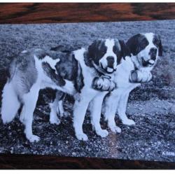 CP Photo Animaux Chien de Concours St Bernard