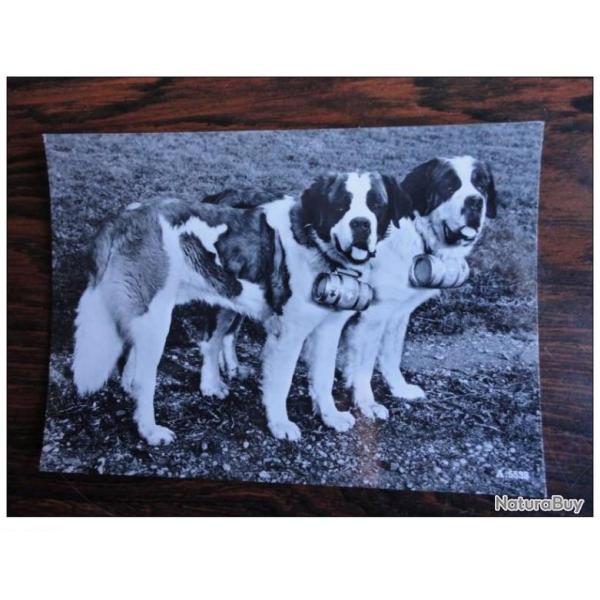 CP Photo Animaux Chien de Concours St Bernard