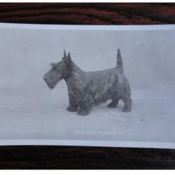 CP Photo Animaux Chien de Concours Scottish