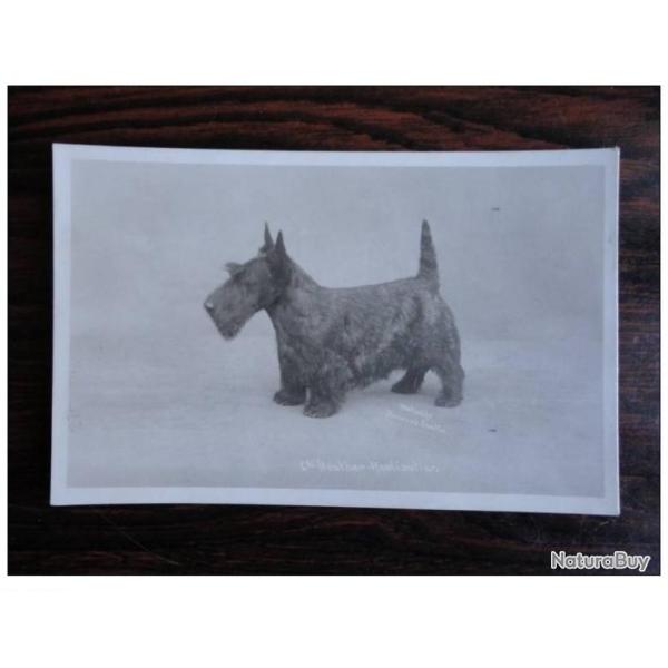 CP Photo Animaux Chien de Concours Scottish