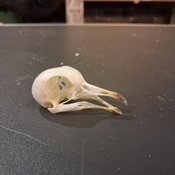 Cr&acirc;ne de pigeon #0303