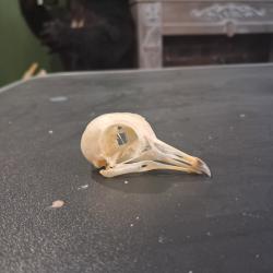 Cr&acirc;ne de pigeon #0603