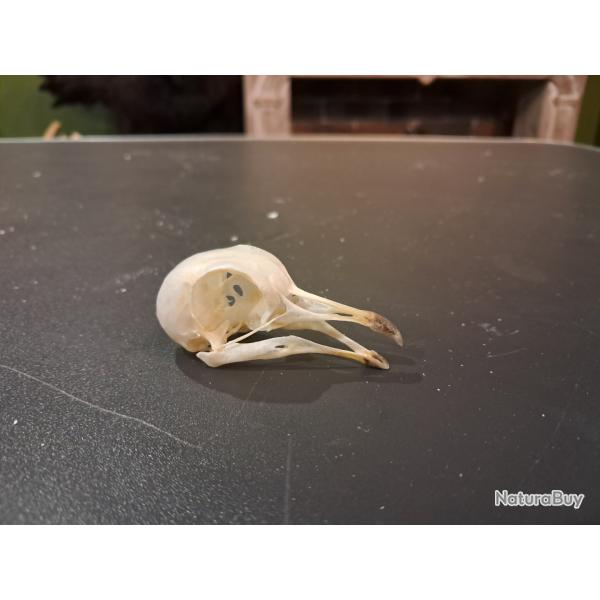 Cr�ne de pigeon #0303