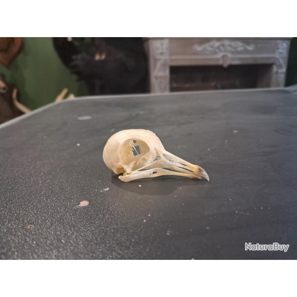 Cr�ne de pigeon #0603