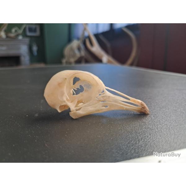 Cr�ne de pigeon #1004