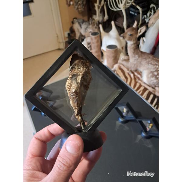 Ruficauda prserv  sec dans cadre flottant #3