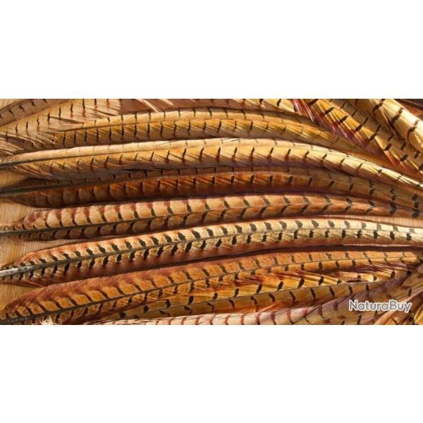 plume de faisant veniard golden olive