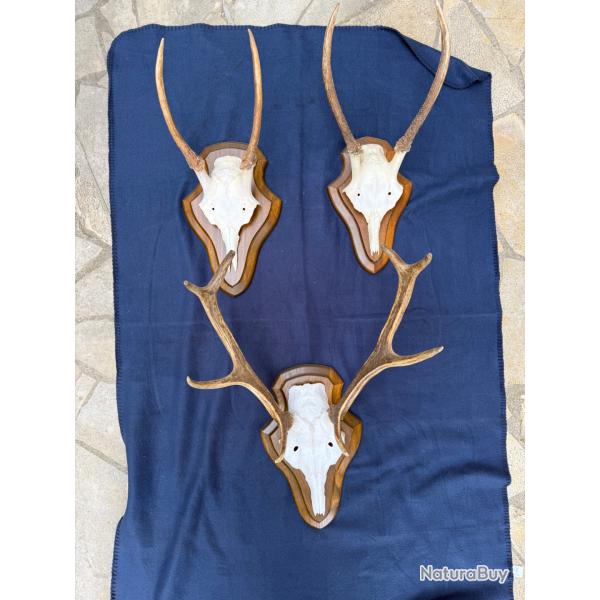 massacres cervid�s