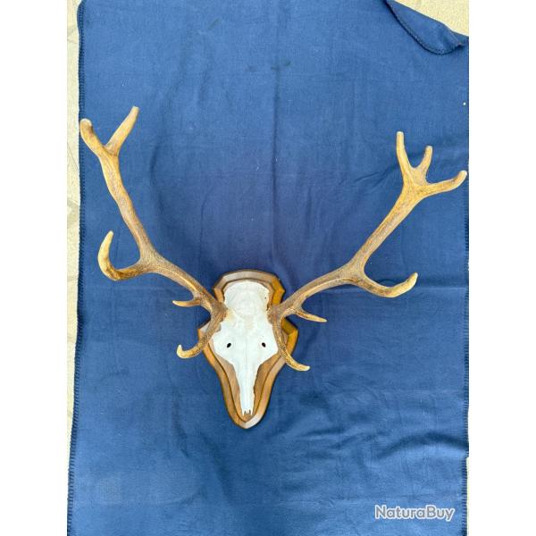 Massacres Cervid�s jeune 12 irr�gulier et 10 irr�gulier