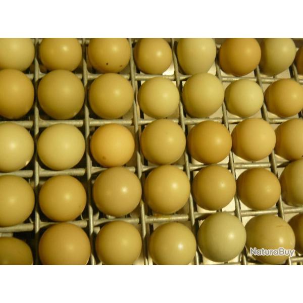 Lot 10 Oeufs de perdrix grise