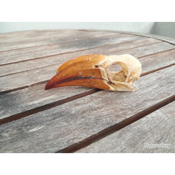 Crne de Calao couronn ; Lophoceros alboterminatus #3