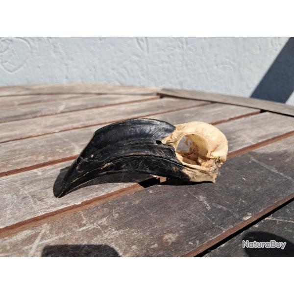 Cr�ne de Calao de Decken femelle ; Tockus deckeni #3