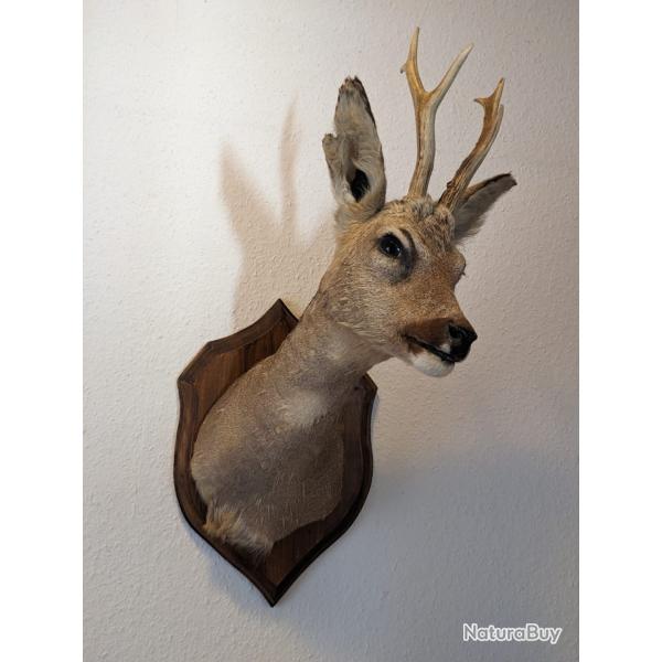 Troph�e chevreuil