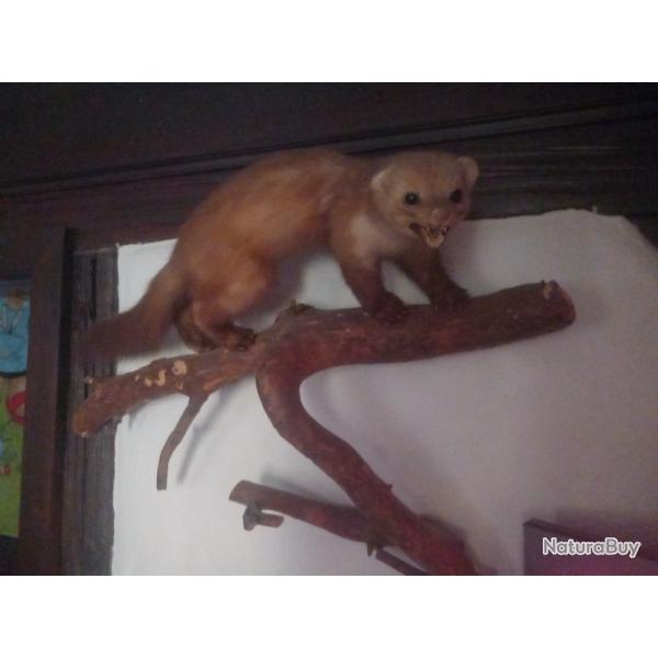 Lot animaux naturalis