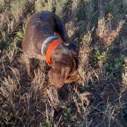 Action de chasse Espagne