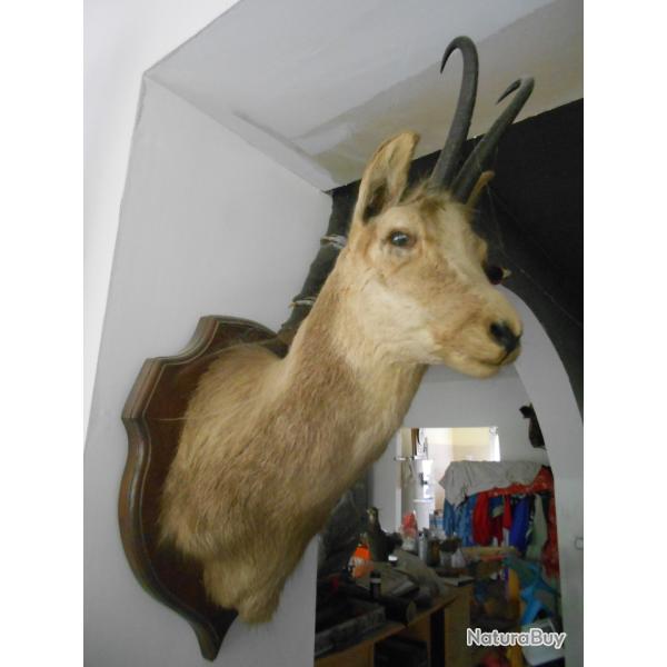 isard  ou chamois