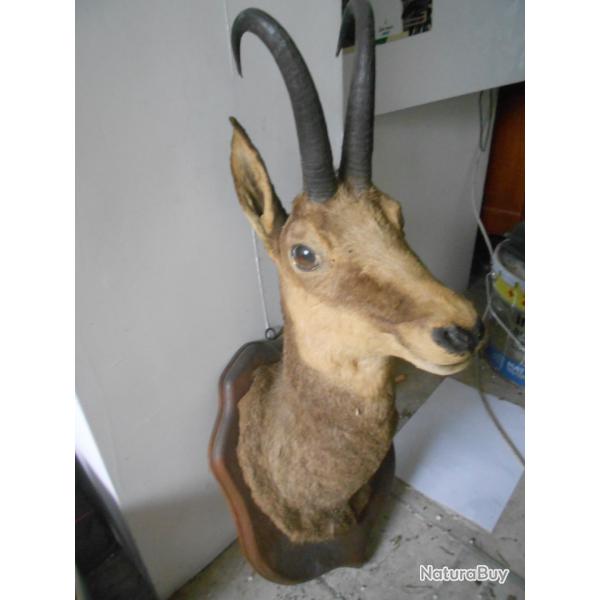 chamois ou isard 4