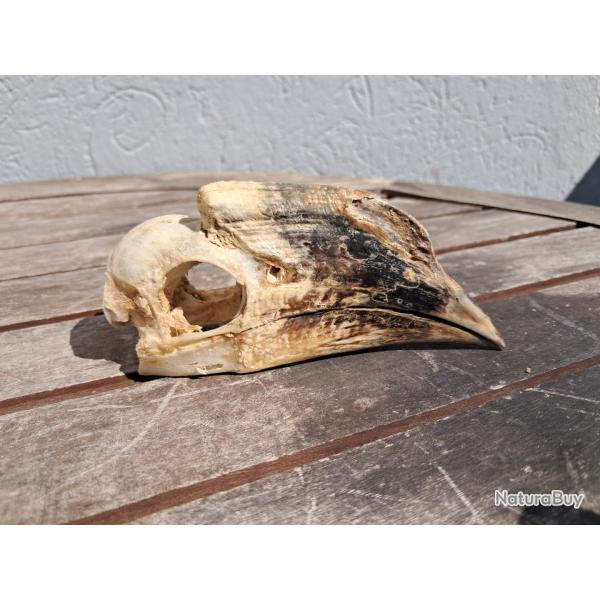 Crne de calao  cuisses blanches ; Bycanistes albotibialis #10