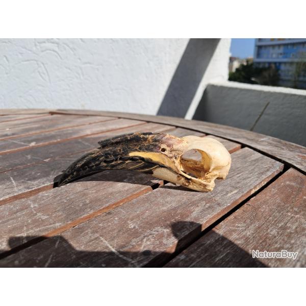 Crne de calao  bec noir ; Lophoceros nasutus #6