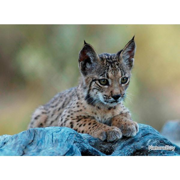 OBSERVATION DE LA FAUNE EN ESPAGNE.