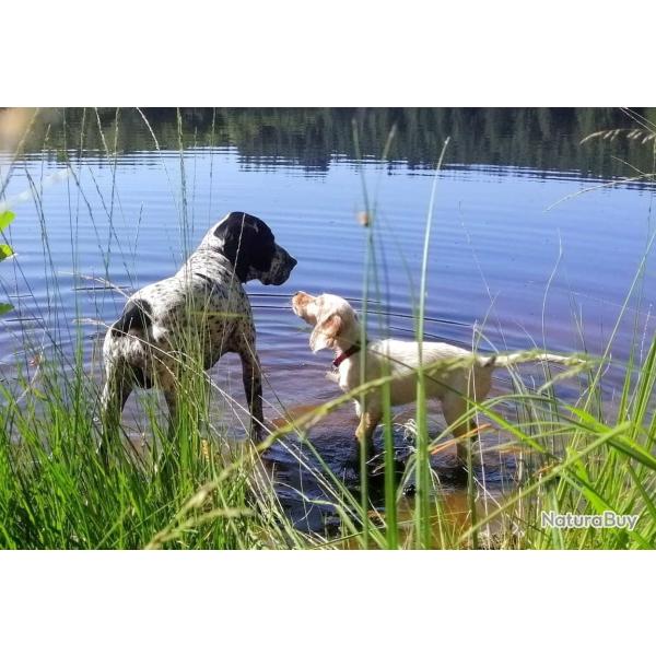 Action chasse Haute-Vienne Corrze