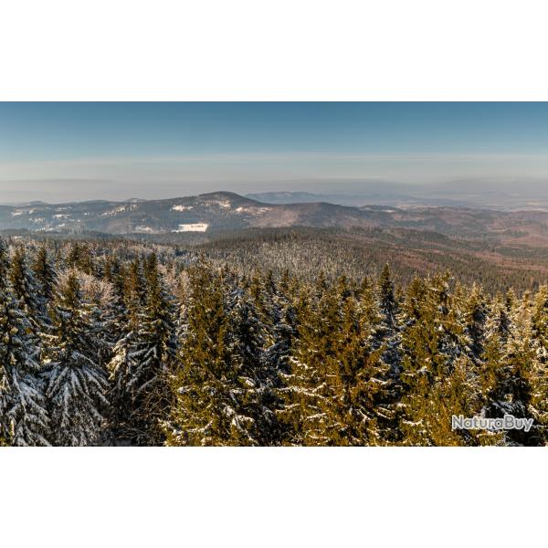 Action/part de chasse 2026/2027 aff�t-approche-battue secteur Abreschviller, Moselle (57)