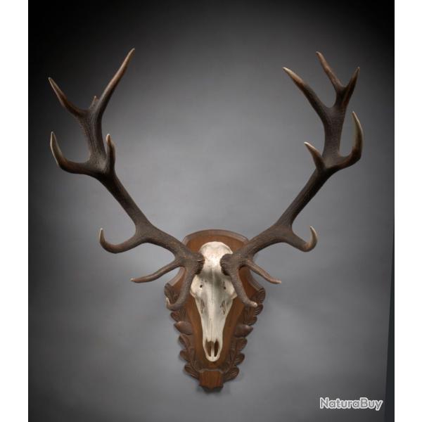 Massacre cerf 16 corps