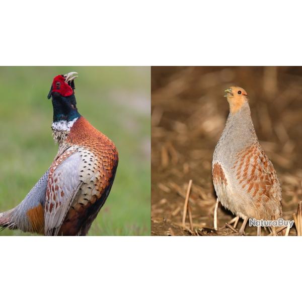 Journe chasse petit gibier