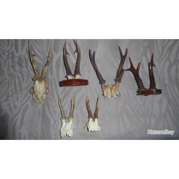 6 MASSACRES CHEVREUIL