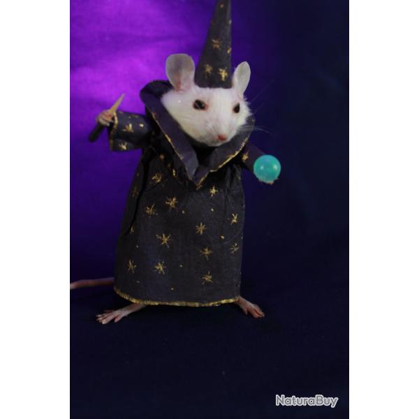 taxidermie petit rat sorcier magicien Illuminescences taxidermy rat sorcerer souris cabinet de curio