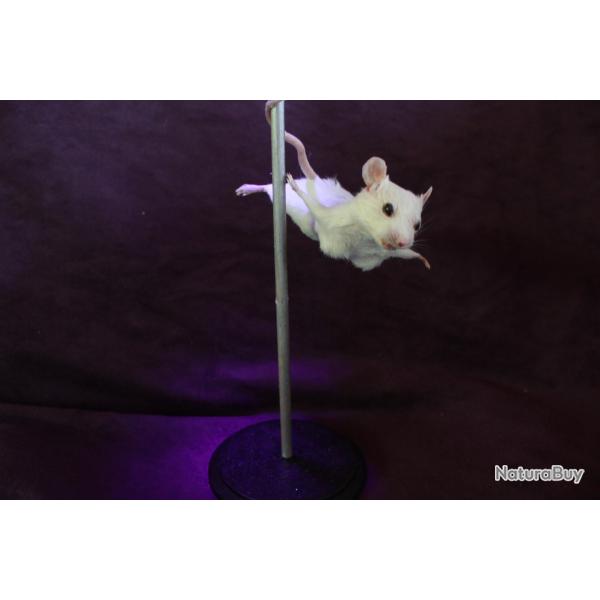 taxidermie rat souris mouse Strip- teaseuse taxidermy rat curiosit oditties
