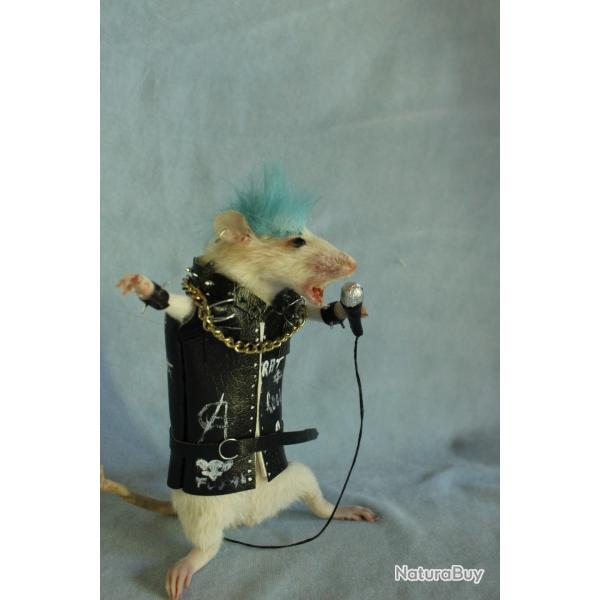 taxidermie rat punk rock star taxidermy rat punk rockeur cabinet de curiosit oditties