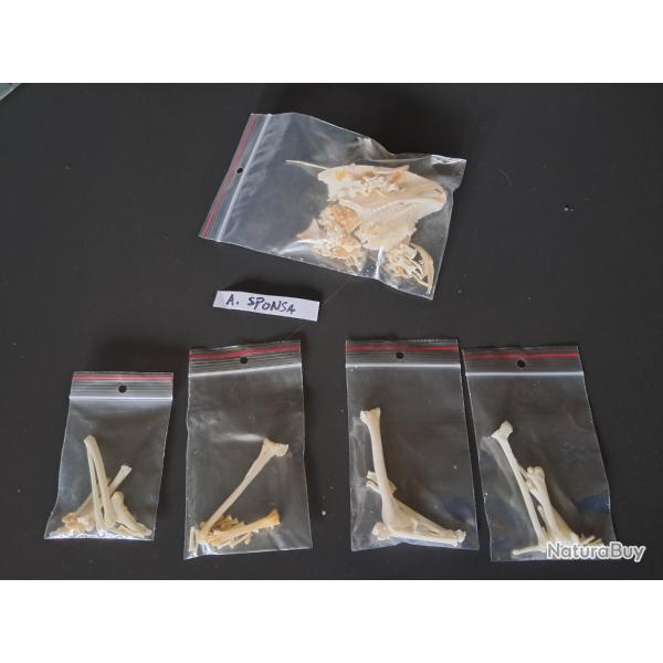 Squelette de Canard Carolin ; Aix sponsa