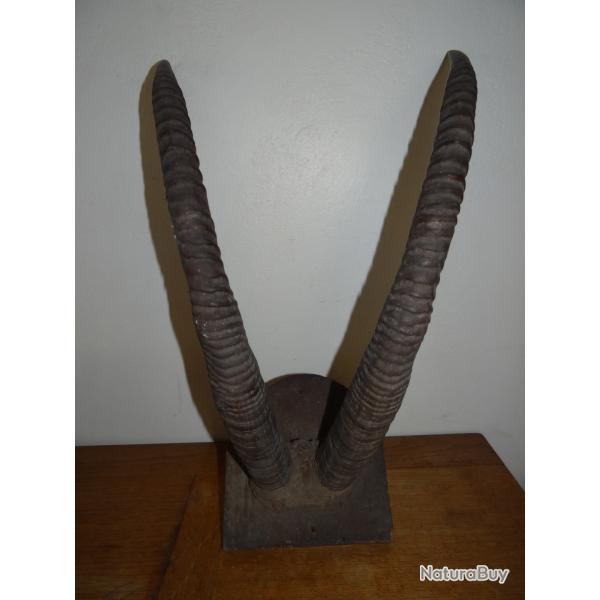 Belle Paire d'anciennes tr�s Grandes Cornes d'Antilope Rouanne