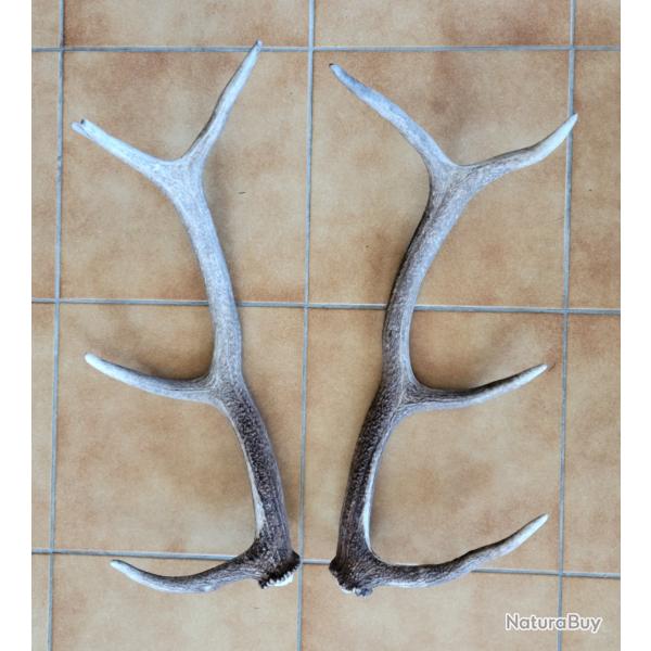 Paire de bois de cerf 9 cors