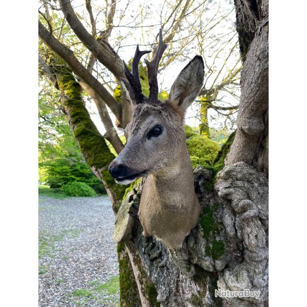Tête de chevreuil - Taxidermie de l'estrie