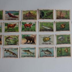 Vignettes ( 23 ) Chocolat Cailler's Animaux Suisse