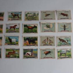 Vignettes ( 22 ) Chocolat Kohler - Cailler's Animaux Suisse