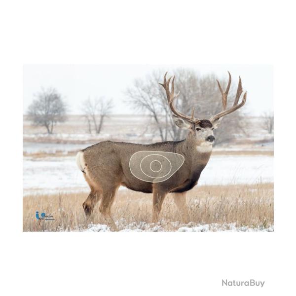 ITAL ESPANSO -�CERF 2D